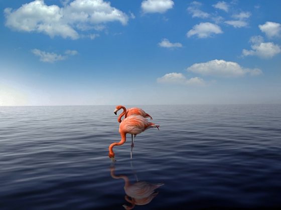 Aruba